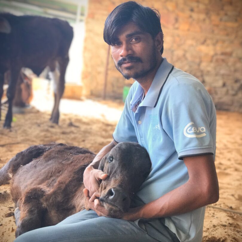 A male team member is sitting on the floor, cradling the head of a brown coloured cow in his lap, who is lying on the floor next to him.