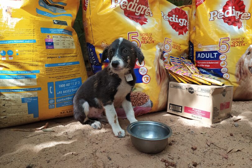 A small black and white dog sits in front of numerous large sacks of pedigree dog food, with a dog bowl next to their paws.