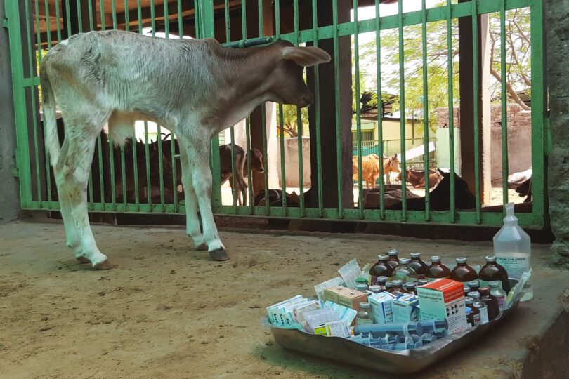 A light brown coloured calf stands looking through the bars of a gate with a tray of medical equipment on the floor by their feet.