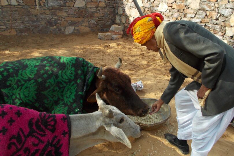 Two cows with blankets on their backs stand next to a man who is feeding them out of his palm.