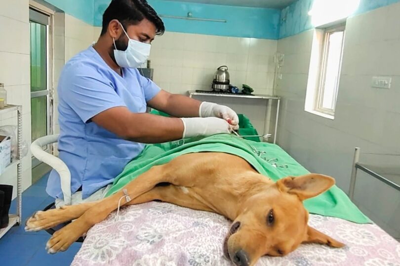 A male surgeon operates on a dog which is lying on their side on a table. The dog is covered with a green cloth, and is unconscious.