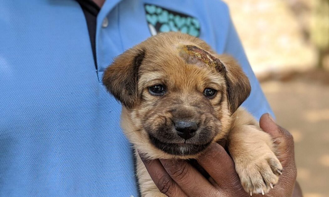 A puppy is being cradled in a male team member’s hand. The puppy has a wound near their ear which is yellow and scabbing over.