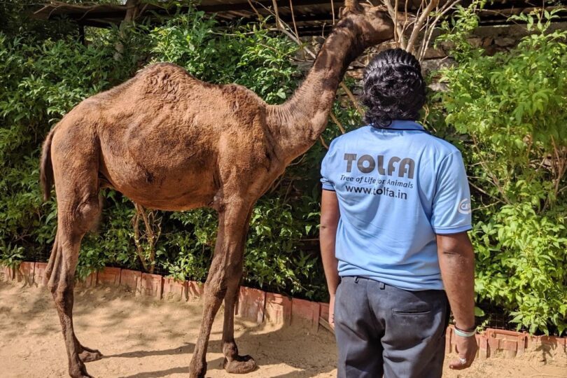 A male team member is standing facing a camel, who is reaching their neck into the trees to snack on the greenery.