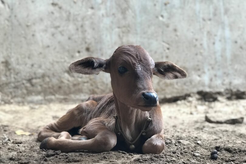 A baby cow is lying on the floor, with their legs tucked underneath them, and a collar with bells on around their neck.