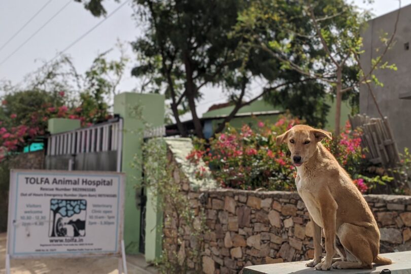 A golden coloured dog is sitting on a step in front of a TOLFA sign.