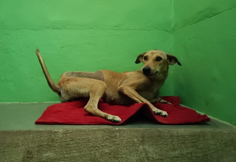 A tan dog with a shaved side is sitting on a dark red blanket in a green painted kennel