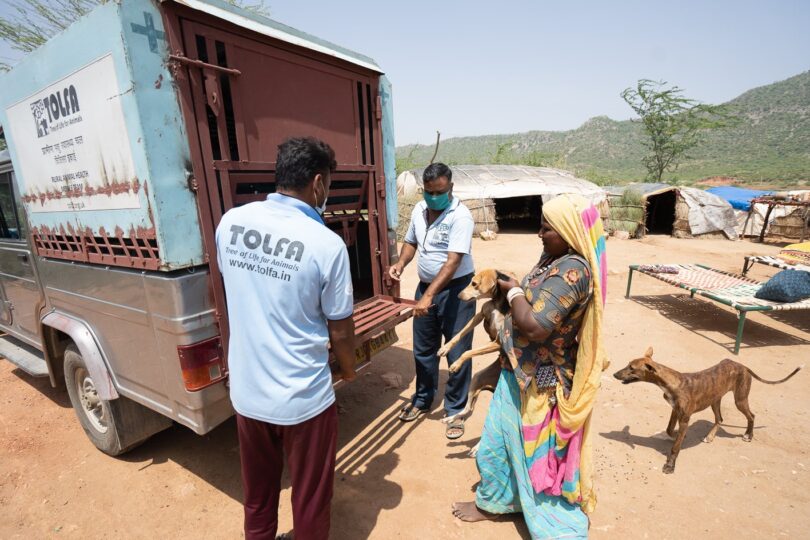 Two male team members are holding open the back of a TOLFA truck whilst a woman is putting a dog inside. A second dog is standing behind the woman