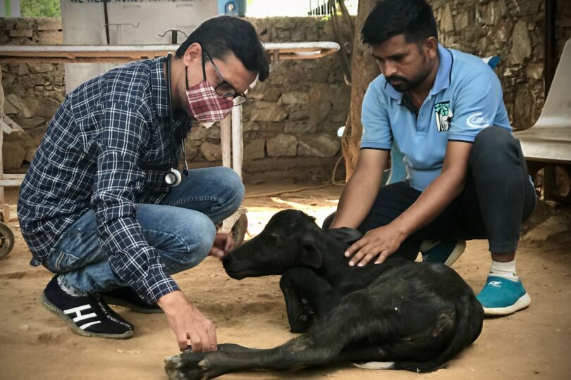 Head Vet Dr Aftab is examining the foot of a black buffalo calf with another Indian male team member in the outdoor Dispensary