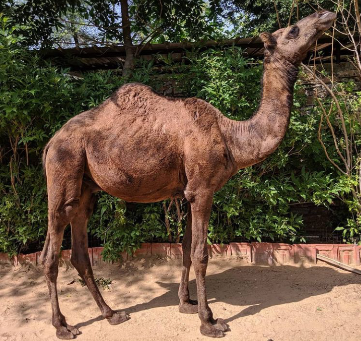 A camel is standing side-on with their neck stretching up towards high branches, and a background of foliage behind them