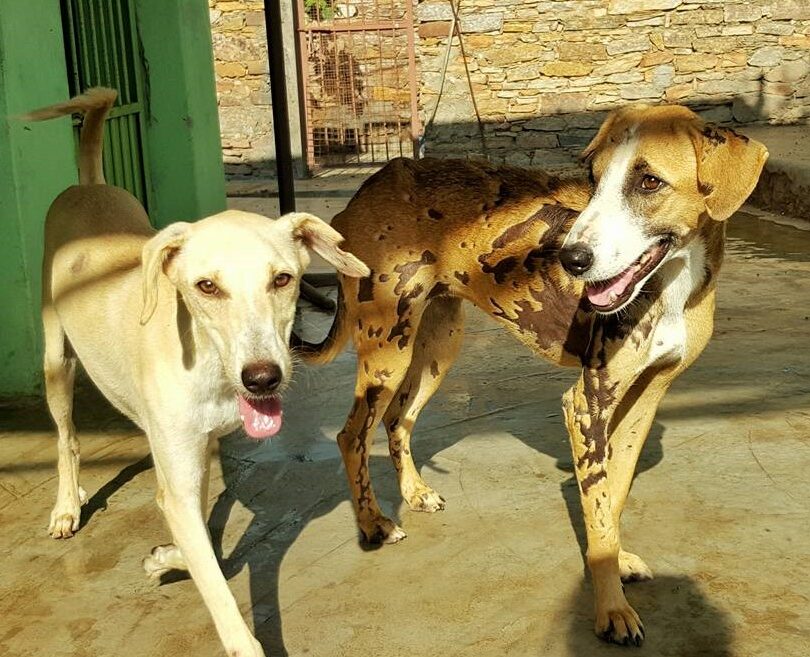 Two dogs stand facing the camera. The dog on the right has golden fur, with numerous patches of dark brown fur covering their body