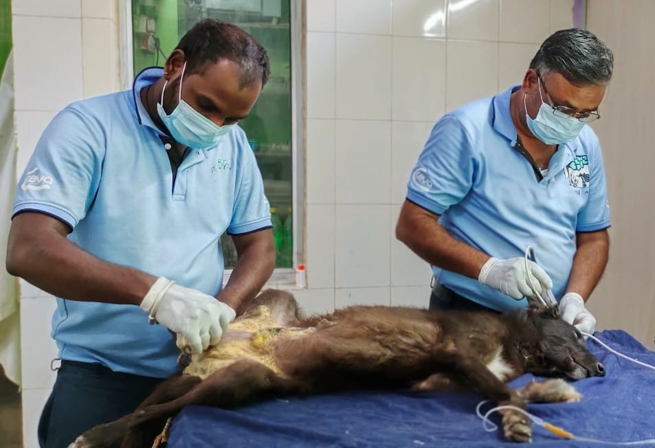 Two male team members are preparing a brown coloured dog which is lying on the table in front of them for surgery.