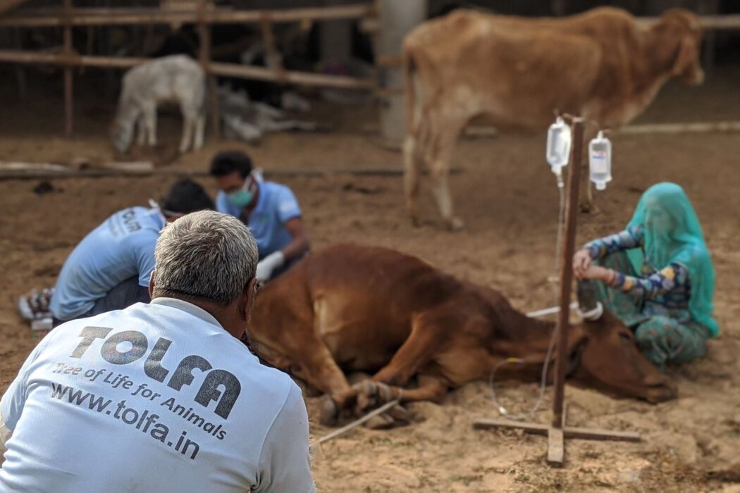 A cow is lying unconscious on the floor with four team members crouched around them, operating on them.