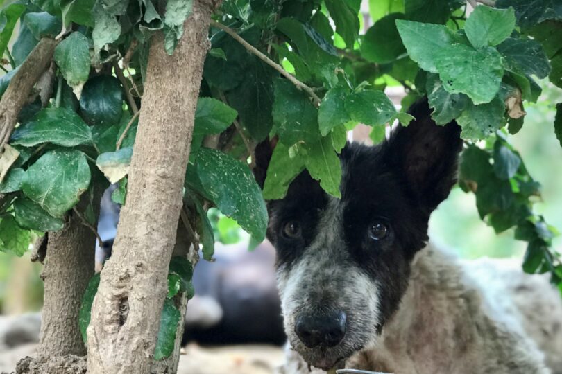 A small fluffy black and white dog is looking straight at the camera and is sitting under a leafy bush. There is a silver bowl in front