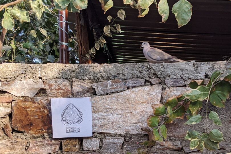 A pinkish coloured dove is sitting on a stone wall. There is a white wooden plaque with the name Behr on it. There are bits of climbing plants all around.