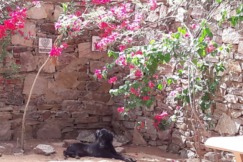 A black dog with his head down is sitting under a bright pink bougainvillea that is climbing up a stone wall. There are white carved wooden blocks on the wall.