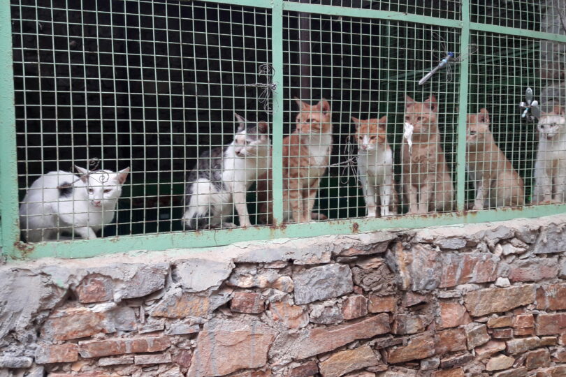 Photo shows 5 red and white cats and two brindle and white cats sitting in a line next to a metal mesh, jali window painted green.