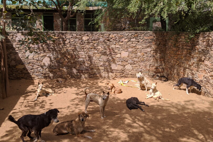 11 dogs walk, stand and lay in dappled sunlight in a sandy area surrounded by a natural stone wall. There is a small green tree to the left of the photo and trees from outside overhang to create shade.