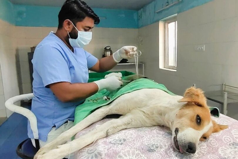 Vet Doctor, wearing a blue scrub suit is in Operation Theatre, operating on a tan and white dog. The room has cream tiles and blue painting above it.