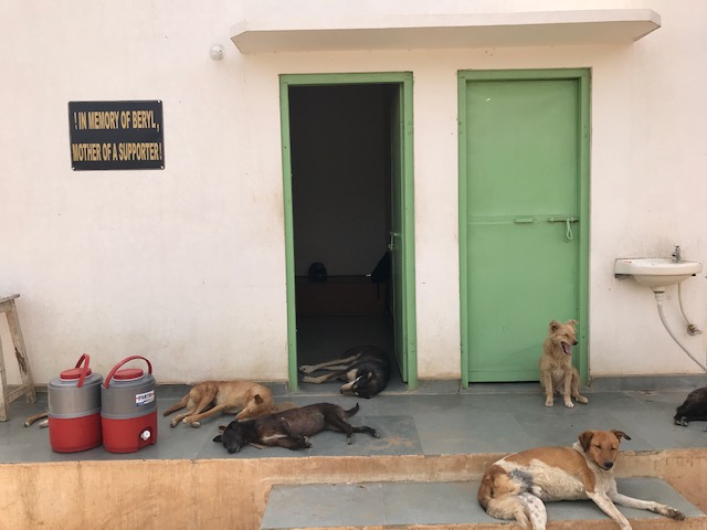 A small white building takes up the whole photo. There are two single green doors to the right and left of the building frontage. The left side door is open, there is a small sink to the far right side and 2 red and white water campers sit next to the left door. There are 5 dogs laying in this area.