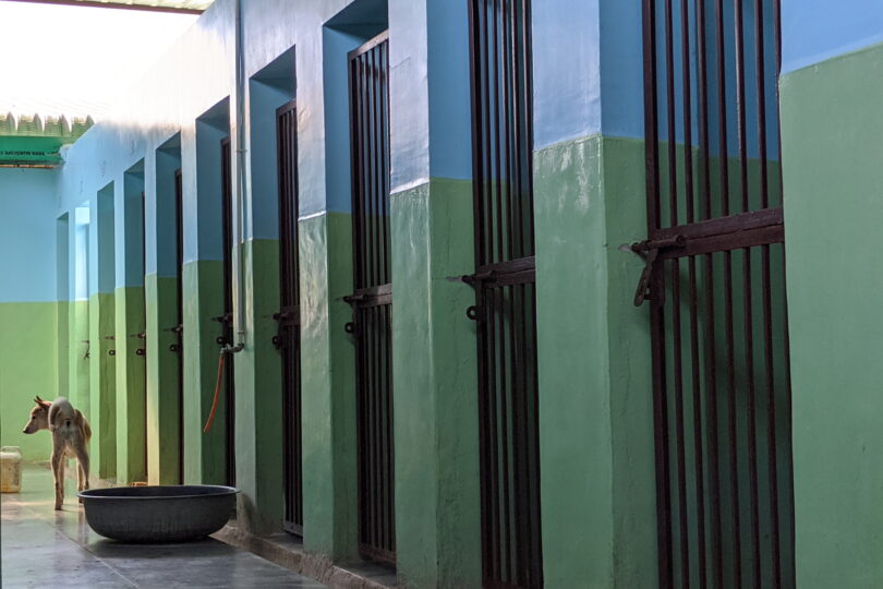 The photo shows a cemented gallery with gates to individual kennels on each side. There is gentle sunlight and at the end of the gallery a tan and white dog stands looking to its left.