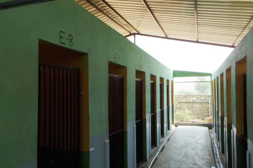 View inside Rescue Kennels. Blue and Green painted walls with gates into individual kennels on both sides.