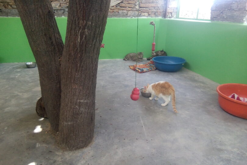 here is a tree trunk on the left side There are 3 cats, one of whom is drinking out of a bowl. There are 2 big tubs, one blue and orange and a red toy hanging from the ceiling.