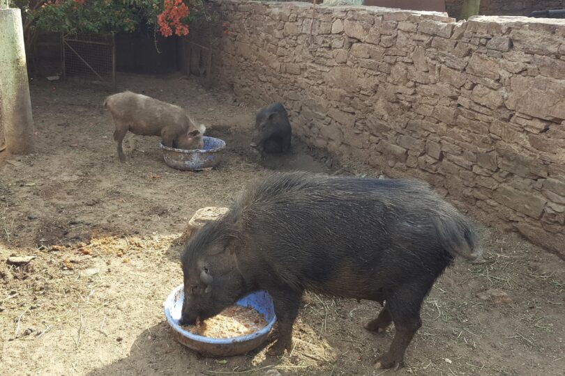 One black pig is in the foreground eating out of a blue tub. A smaller pink pig and a black pig are behind, one of them eating out of another blue tub. There is a stone wall and pink flowering bush.