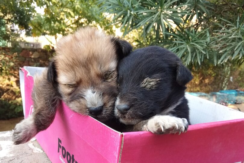 A small black and white puppy and a tan and white puppy are sitting in a pink shoe box. Both puppies have their eyes closed through the infection that is sticking them together.