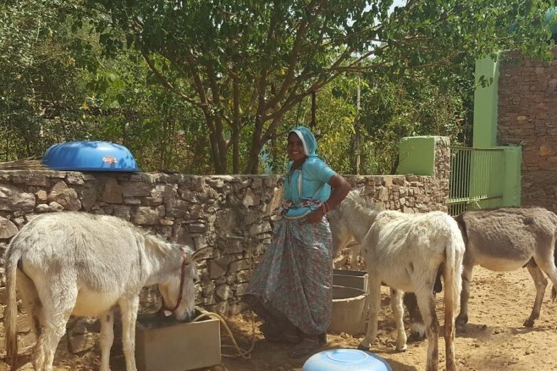 TOLFA female staff wearing light blue top and veil and patterned skirt is filling up the water troughs in the donkey yard. There are 3 donkeys, 2 white and 1 grey. Behind them is a wall and behind that, green foliage and trees.