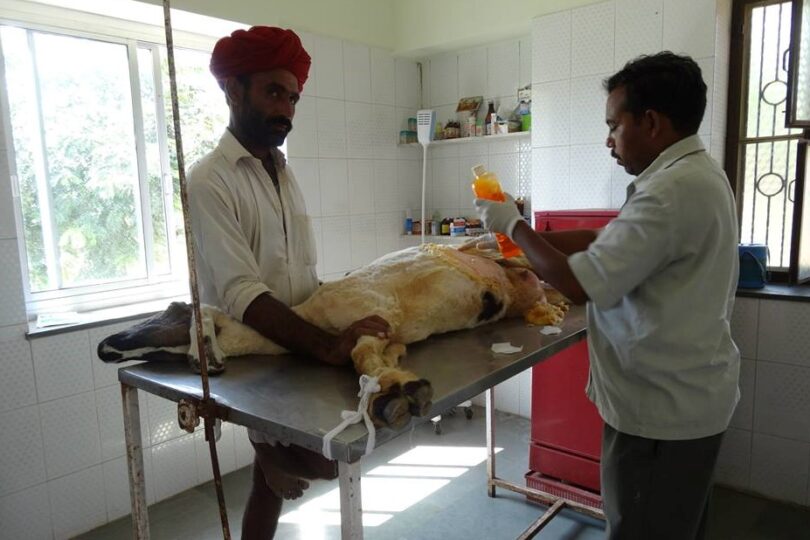 A villager in a red turban is holding a sheep on her side on an operation table while a TOLFA staff member who is holding a bottle of orange liquid cleans the side of the sheep. The room is tiled and has 3 windows.