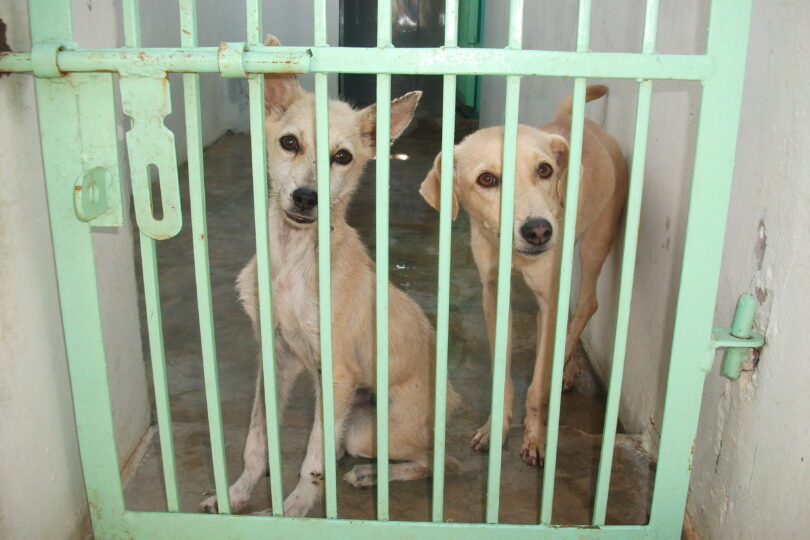 Two fawn coloured puppies are standing behind a green gate. The first one has stand up pointy ears and the second one has floppy ears. Both are looking directly into the camera.