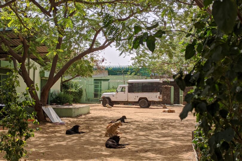 Surrounding the picture is greenery from trees and bushes. Beyond this 8 dogs are sitting and laying in the sun. At the very back of the photo is a large white vehicle.