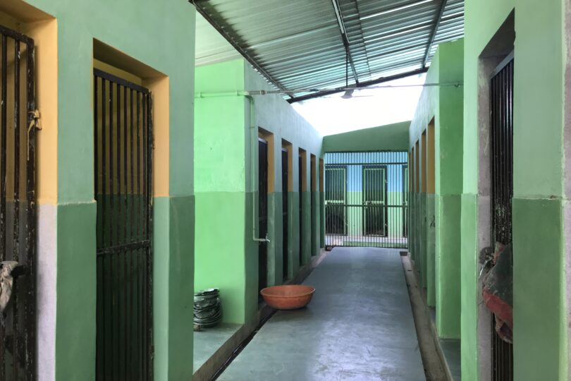 A concrete gallery is central with green and blue painted walls. Off both side of the gallery are metal gates leading into individual kennels.