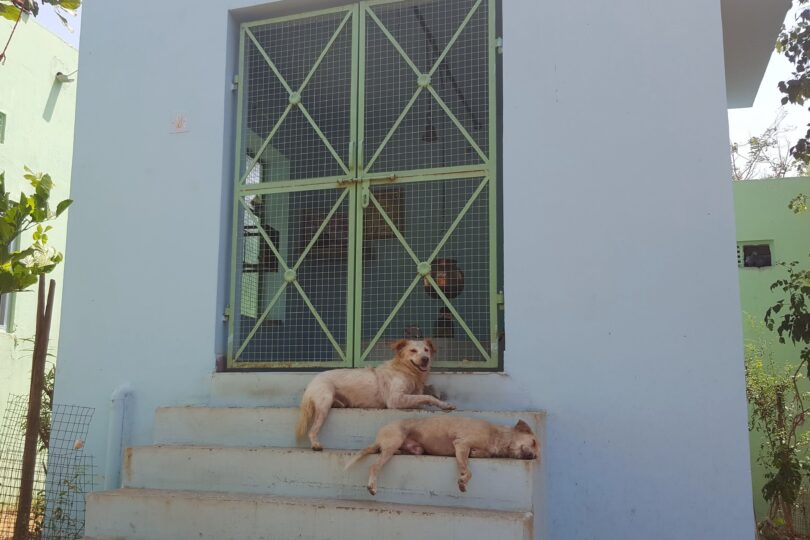 Two cream coloured dogs sit one above the other on the steps to a small pale blue building. Behind them are green painted metal gates through which can be seen a brass pot hanging.