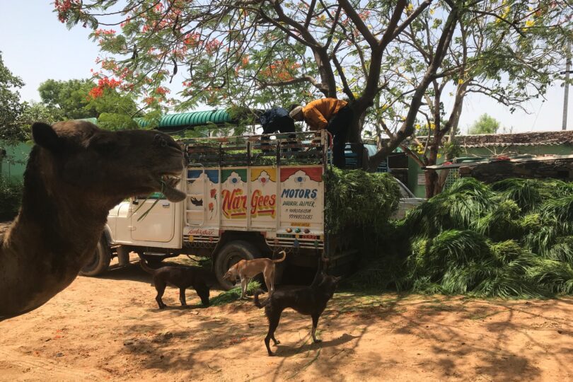 2 men are unloading lots of green grass from a colourful truck. There is a camel in the foreground looking to the side and 3 dogs are in front of the truck.