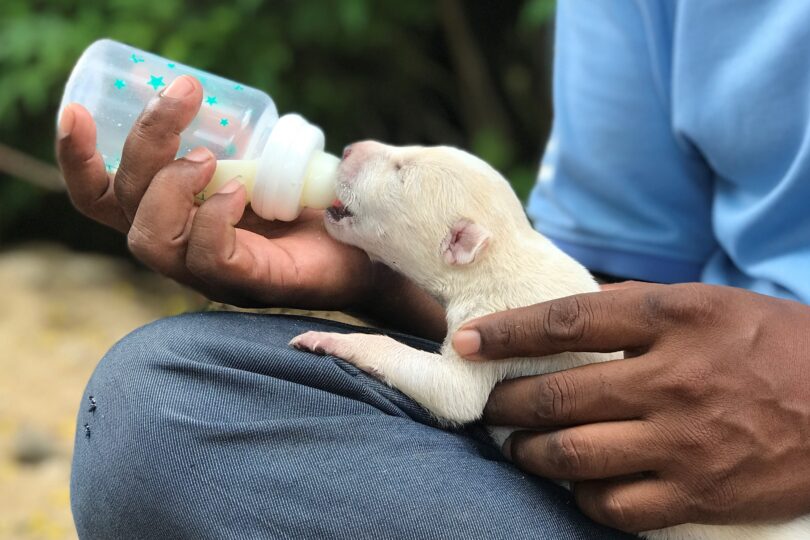 Close up of a tiny newborn white puppy being bottle fed milk formula on a male team member’s knee.