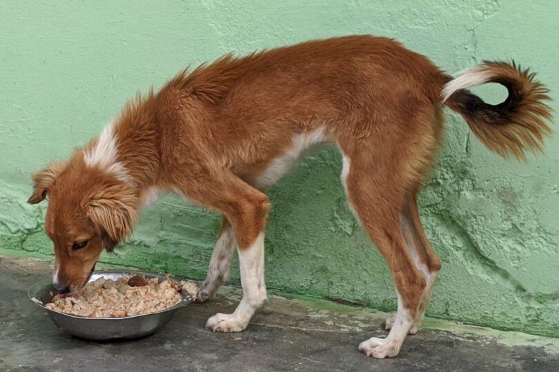 Slender but fluffy ginger and white shelter dog Jess is eating from a steel bowl next to a green painted wall.