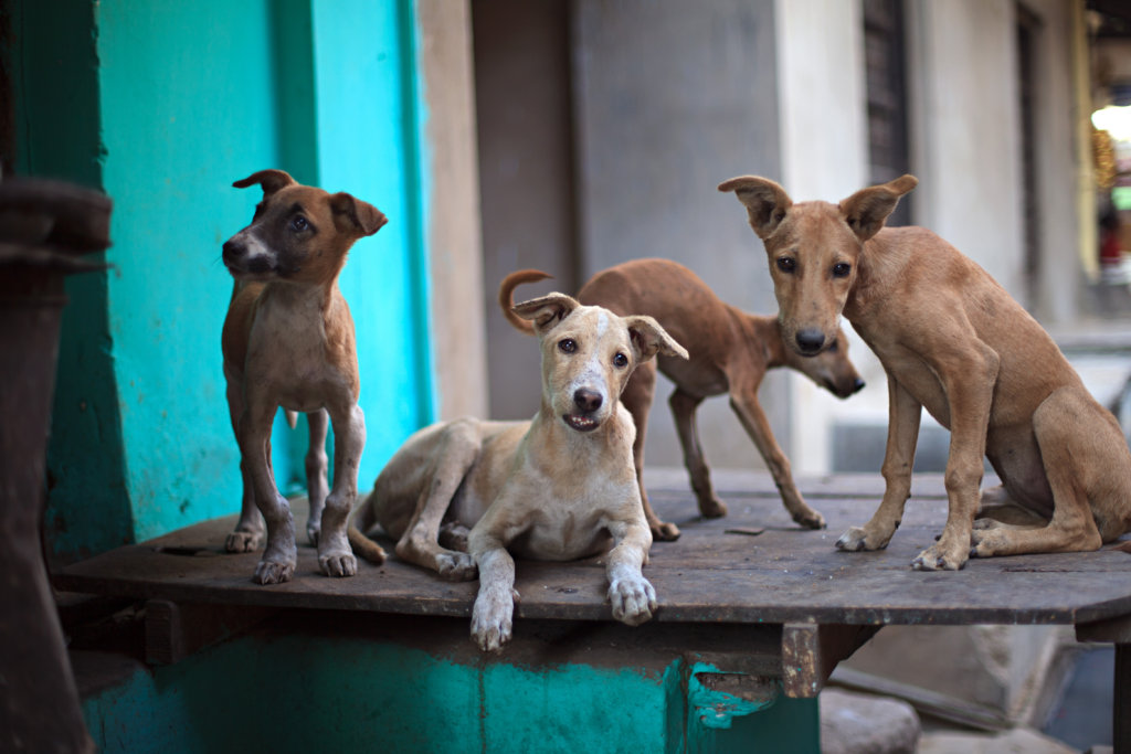 4 puppies – 2 tan, 1 tan and white and 1 fawn and white are standing on a ledge with 2 of them looking directly into the camera. There are turquoise walls in the background