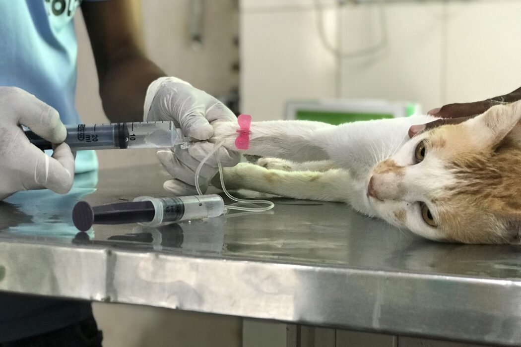 A ginger and white cat is lying on his side under anaesthesia. There is a pink butterfly needle in his leg connected to a syringe of clear fluid. A TOLFA staff is standing just out of view.