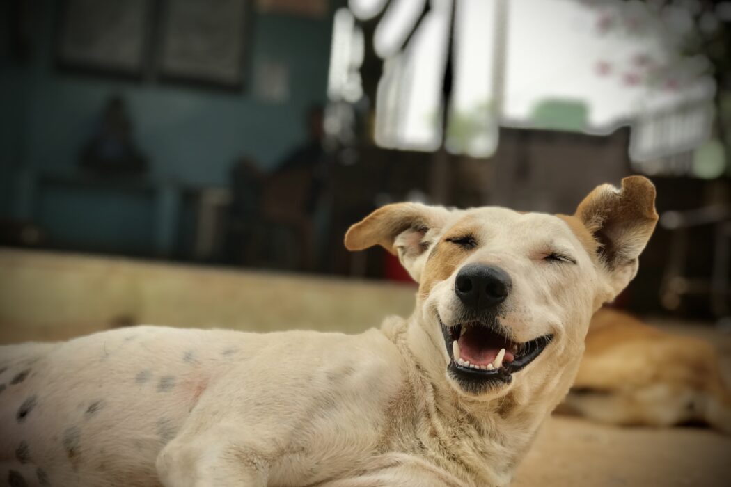 A tan and white dog is lying on his side with his eyes closed and his mouth slightly open as if he is laughing. He has a notch cut out of his left ear.