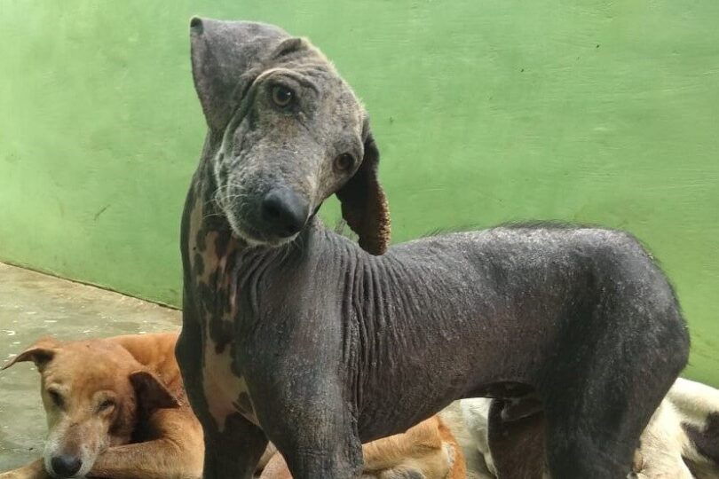 A dark grey dog is standing with their head tilted inquisitively towards the camera. Their coat is very thin and they have scabbing on their left ear.