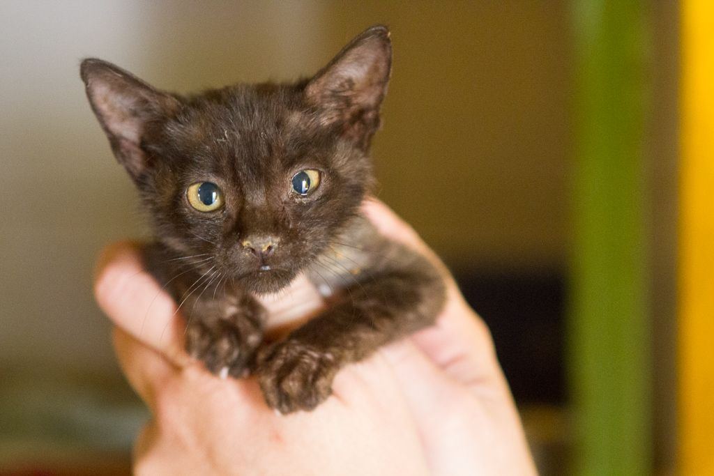 A tiny black kitten with a sore left eye is being held