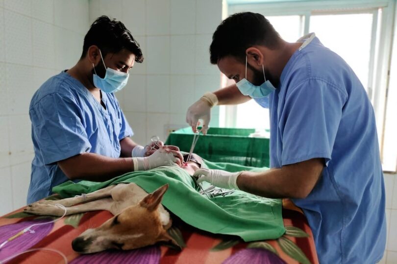 Two doctors wearing blue scrub suits and masks are operating on a tan and white dog lying on a patterned blanket.