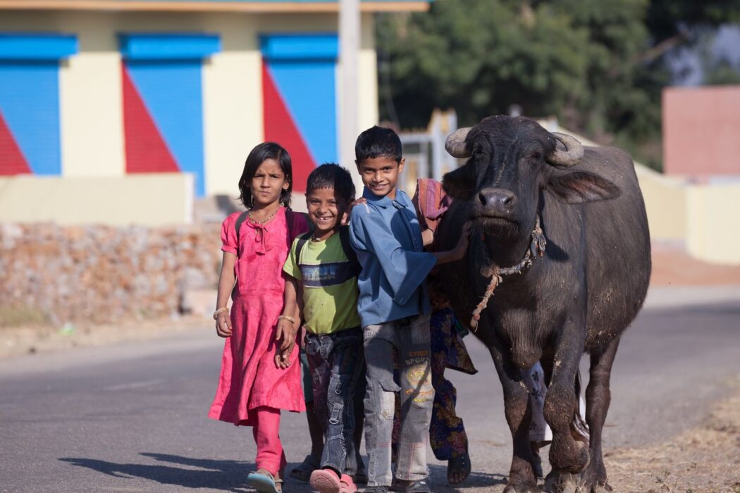 3 children – 2 boys and 1 girl are walking next to a buffalo. There are 3 shutters in the background that are red and blue.