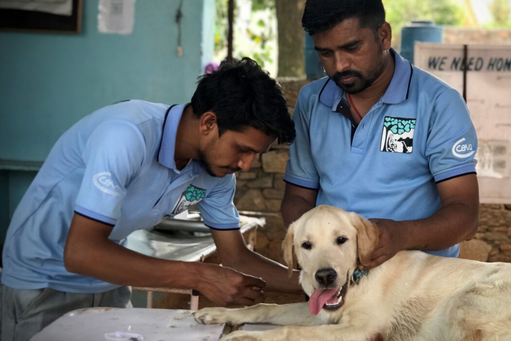 2 TOLFA staff wearing pale blue T shirts are looking after a yellow labrador who is lying on a white trolley and his tongue is hanging out.