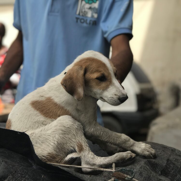 A tan and white puppy is sitting on a black tarpaulin. There is a TOLFA staff in the background, wearing a TOLFA T shirt with logo which is blurred. They are holding a syringe and needle in their hand