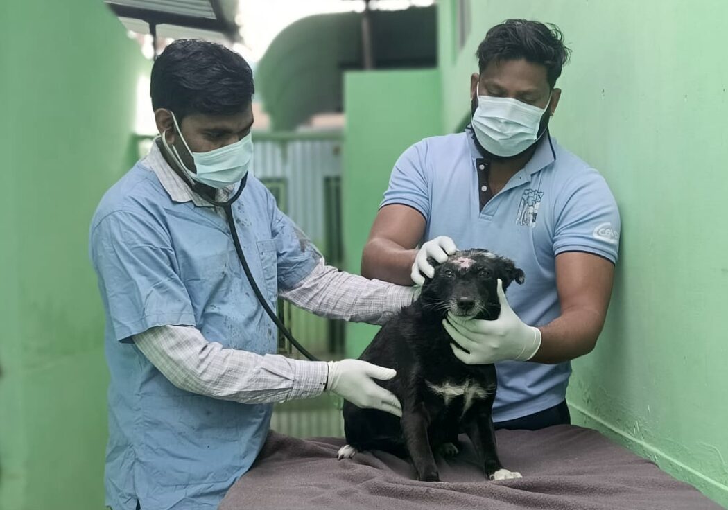 There are two TOLFA staff, one wearing a TOLFA T shirt and one wearing a scrub top standing with a black dog with a head wound. The Dr is listening to the dogs chest with a stethoscope