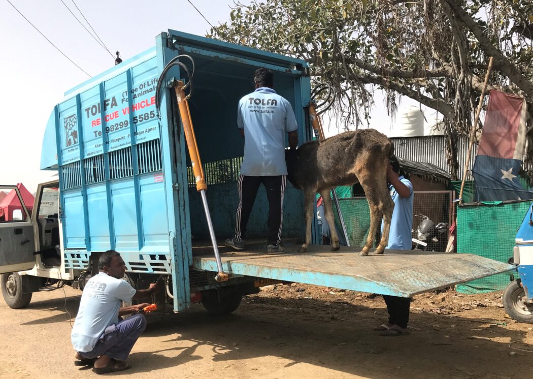 One staff is kneeling by the TOLFA ambulance which is blue and one staff is standing on a lift platform with a grey coloured calf which is off the ground. Another staff is standing behind