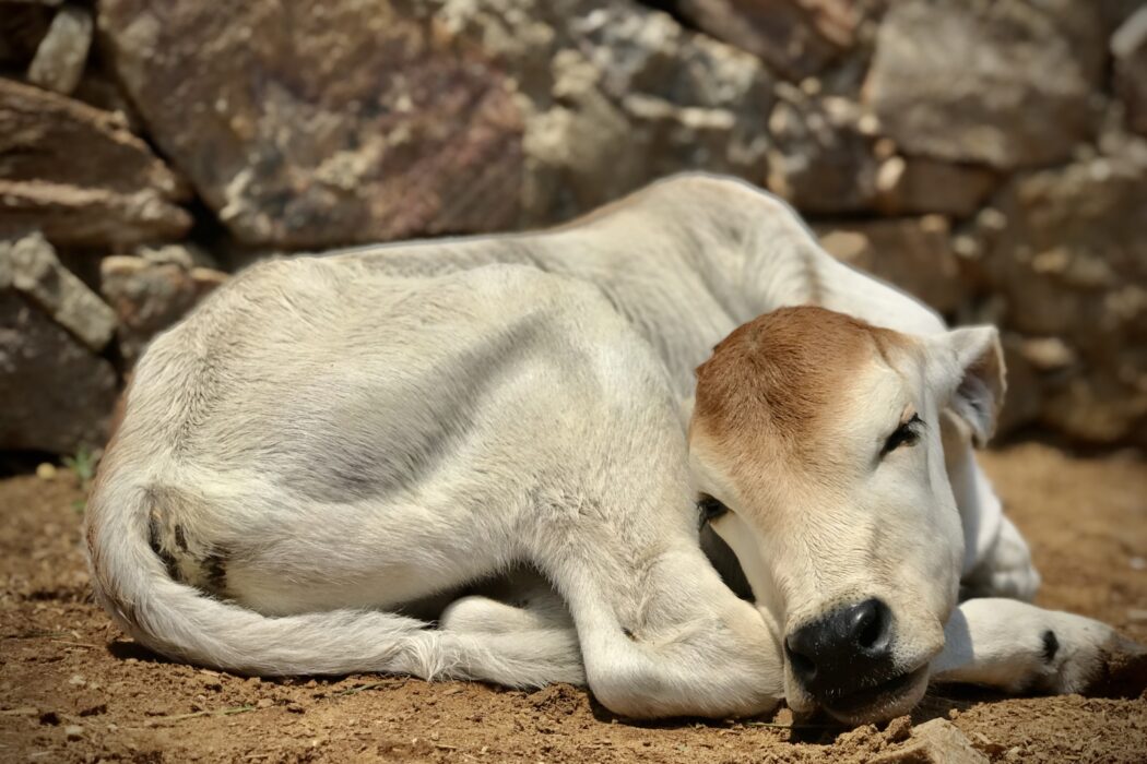 A white coated cow is lying curled up on the floor with their eyes closed, resting their head on their right hind leg.