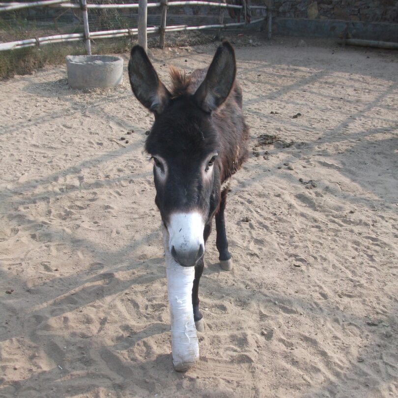 A dark grey donkey with white nose is standing face on to the camera. They have a white plaster cast on their right leg